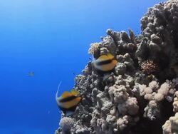 Coral And Fish Stock Footage