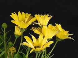 Blooming daisies Stock Footage