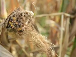 Corn field Stock Footage