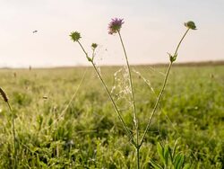 MS DS Spider Web On A Meadow Plant Stock Footage