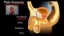 The Reproductive System Instructional Video