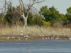Flock of sea gulls fly, land and feed along the Platte River. Stock Footage