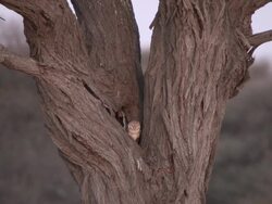 MS Owl in tree nook   / Central Kalahari Game Reserve, Botswana Stock Footage