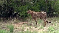 CLEAN : Race to save the cheetah as study reveals extinction threat News Clip