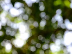Nature with light bokeh Stock Footage