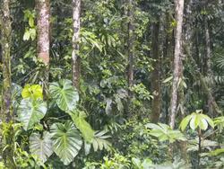 Interior of tropical rainforest during an afternoon shower with rain and mist, Ecuador. Time-lapse. Stock Footage