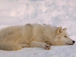 Artic Wolf relaxing (DVCPRO-HD) Stock Footage