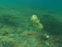 Weedy filefish, swims slow over sea bed substrate, Indonesia  Stock Footage