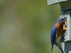 MS Male eastern bluebirds taking insect into nest box / Tweed, Ontario, Canada Stock Footage
