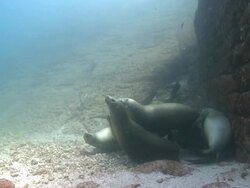 Several California Sea Lions (Zalophus californianus) resting on sea floor, La Paz, Sea of Cortez, Mexico Stock Footage