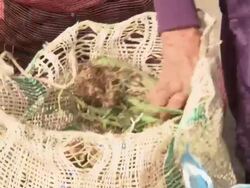 CU of woman rummaging and taking potatoes from sack to purchase, Villa De Leyva market, Villa De Leyva, BoyacÃƒÂ¡ department, Colombia Stock Footage