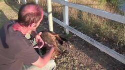 CLEAN : Rare albino wallaroos call Aussie race track home News Clip