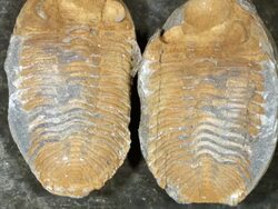 Trilobite fossil from Bolivia, in a nodule which has been split open Stock Footage