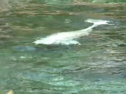 Beluga 1 - HD 1080/60i Stock Footage