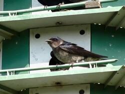 Purple Martins in Birdhouse Stock Footage