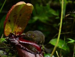 Mountain Treeshrew licking pitcher plant Stock Footage