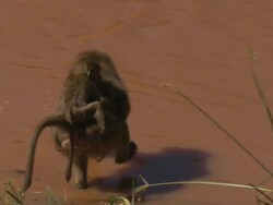 Young baboon riding on adults back; and crossing water; with audio, Kenya Stock Footage