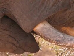 ECU Shot of elephant eating / Kruger National Park, Mpumalanga, South Africa Stock Footage