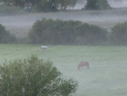 WS ZO View of horse grazing in field with early morning fog / Wawern, Rhineland-Palatinate, Germany Stock Footage