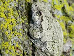 CU Shot of Tree frog on maple tree / Tweed, Ontario, Canada Stock Footage