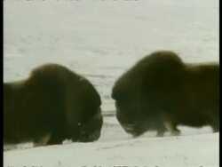 MS pair of male Musk Oxen, Ovibos moschatus, rutting, Arctic Circle Stock Footage