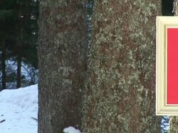 HD: Message Board In The Woods Stock Footage