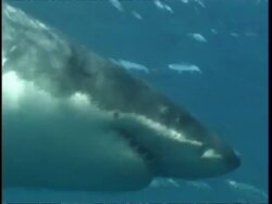 MCU Great White Shark swimming past camera, Guadalupe Island, Pacific Ocean Stock Footage