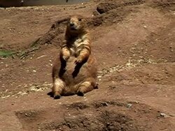 prairie dog Stock Footage