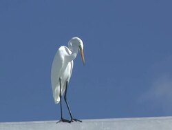 White egret on blue 2  60i Stock Footage