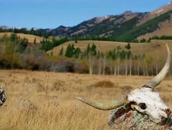 Longhorn Cattle skull in open pasture western concept Stock Footage