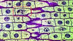 Cell Reproduction Interphase Instructional Video