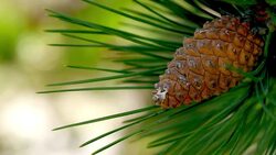 Pine Tree Cone Needles Stock Footage