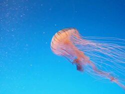 Jellyfish Stock Footage
