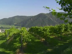 Vineyards above Weissenkirchen in Danube Valley (Austria) Stock Footage