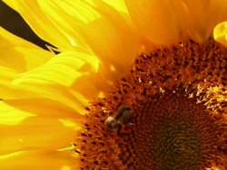 Sunflower With Honeybee Stock Footage