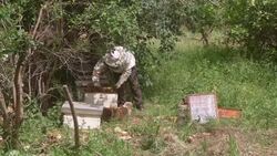 Bees important for honey and medicines Instructional Video