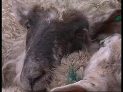 UK: LIVESTOCK MARKET News Clip