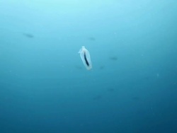 MS Shot of Plankton swimming in blue / Sipadan, Semporna, Tawau, Malaysia Stock Footage