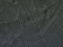 Single Human sperm swimming against the flow of semenal plasma, Interference contrast Stock Footage