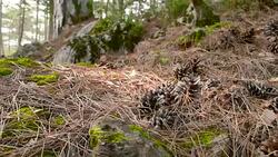 Pine cones among fallen needles on the forest floor Stock Footage