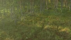 Wolves from air Stock Footage