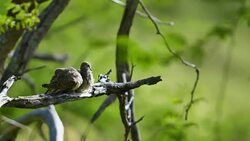 Pair of Zebra doves Stock Footage