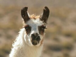 CU Shot of Llama, Lama Glama on Altiplano Puna grassland in Andes mountains / San Pedro de Atacama, Norte Grande, Chile Stock Footage