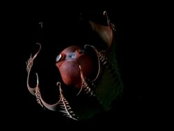 Vampire squid (Vampyroteuthis diabolus) Stock Footage