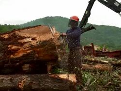 Full shot of man sawing a log. Stock Footage