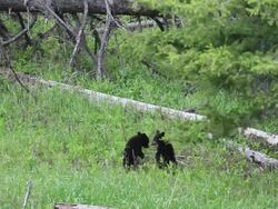 MS Two black bear cubs of year standing up and playing fight / Yellowstone, Wyoming, United States Stock Footage
