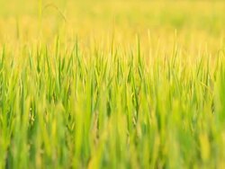 sliding : Rice leaf on twilight Stock Footage