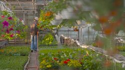Farmer Spraying Water On Plants In Greenhouse Stock Footage
