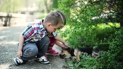 Kids playing with dog Stock Footage
