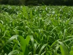Corn field waving in wind on Texas farm Stock Footage